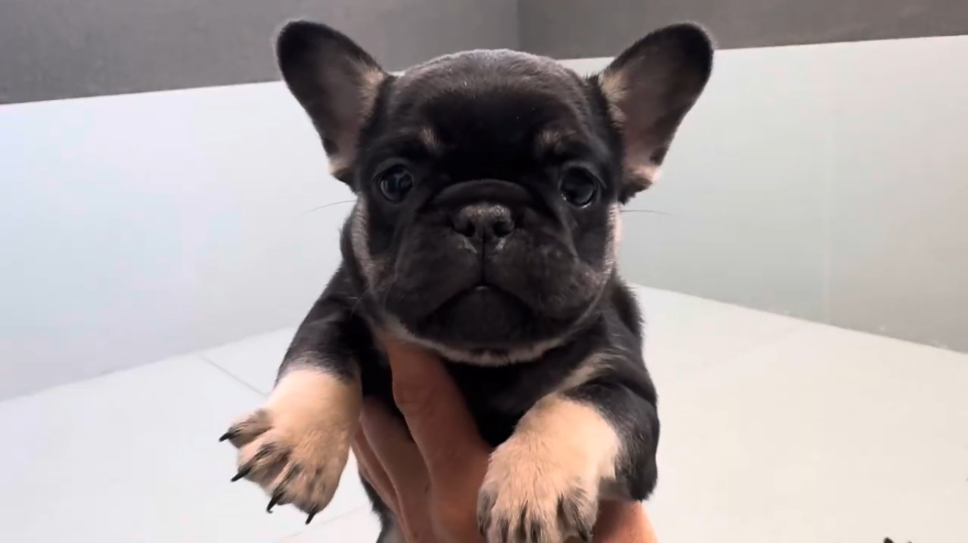 Upcoming Litter Introductions